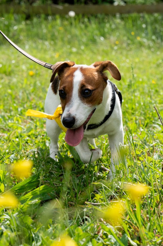 WhatsApp Image 2026-07-16 at 15.48.14 (1) Il Cane Istruito