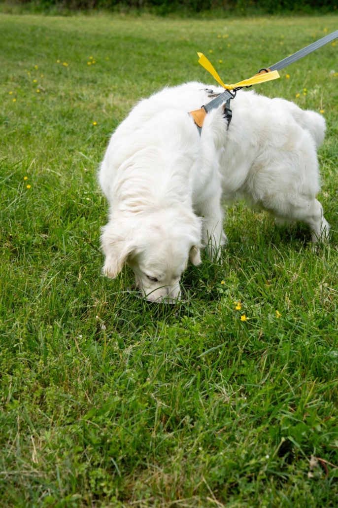 WhatsApp Image 2026-07-16 at 15.48.14 (2) Il Cane Istruito